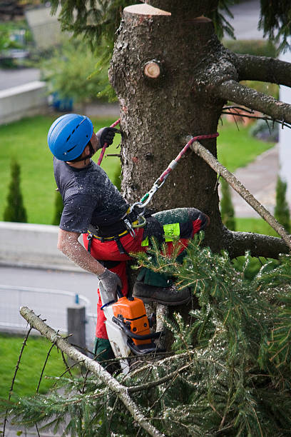 Best Tree Risk Assessment  in Lacoochee, FL